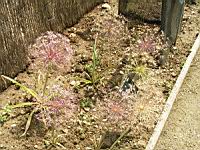 Allium Cristophii (fam. Liliacees) (Asie Centrale) (1) (Photo F. Mrugala)